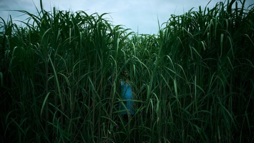 Bụi Cỏ Ven Đường (Đồng Cỏ Ăn Thịt Người) - In the Tall Grass